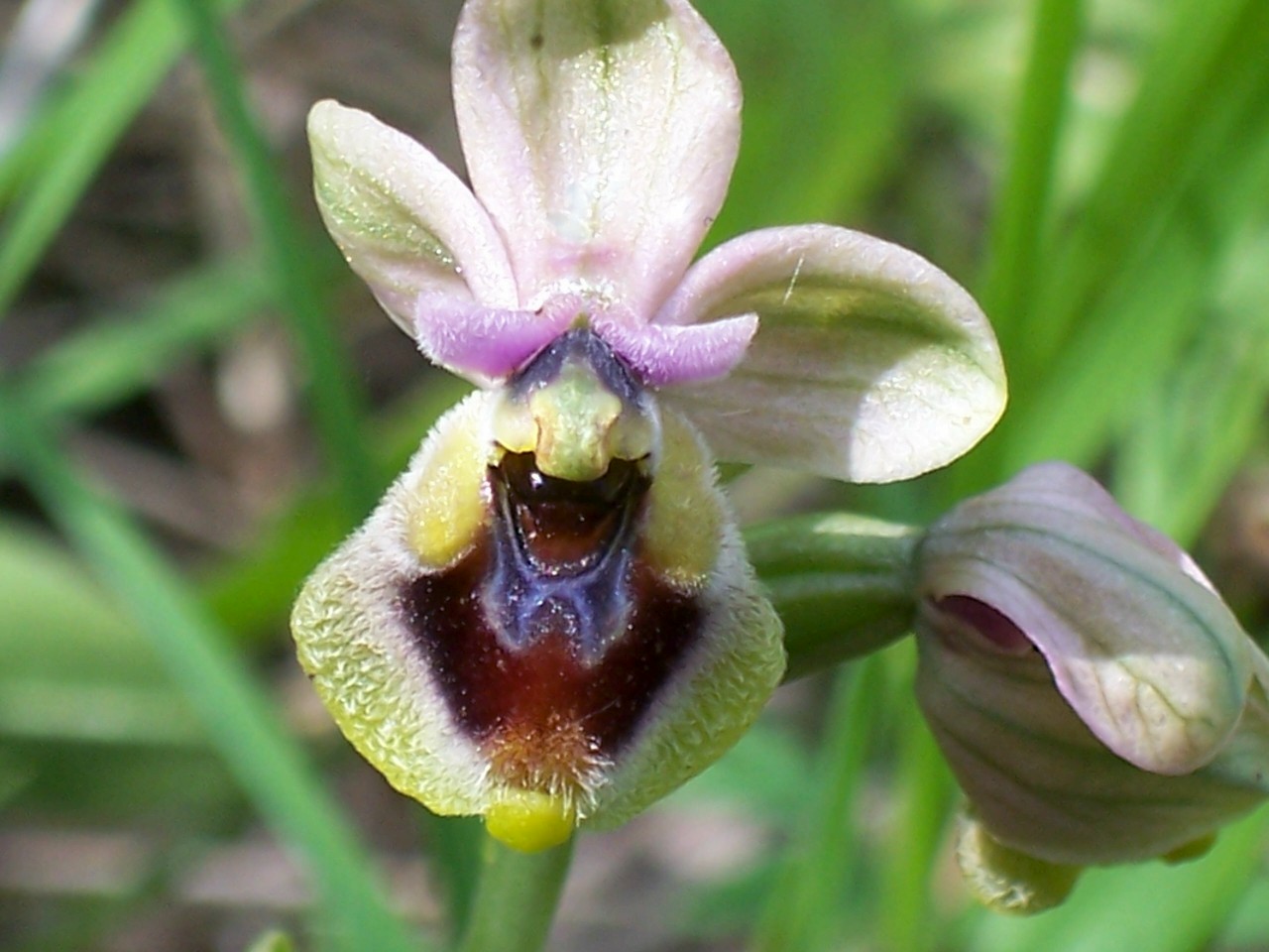 Ophrys tenthredinifera