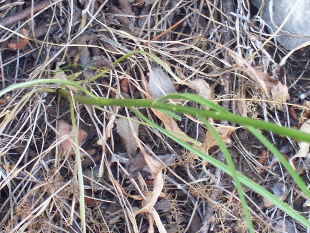 Asyneuma limonifolium / Raponzolo meridionale