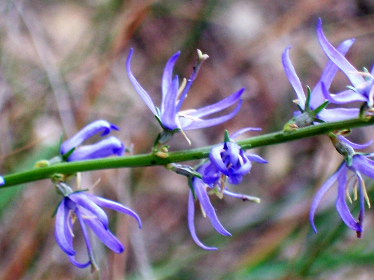 Asyneuma limonifolium / Raponzolo meridionale