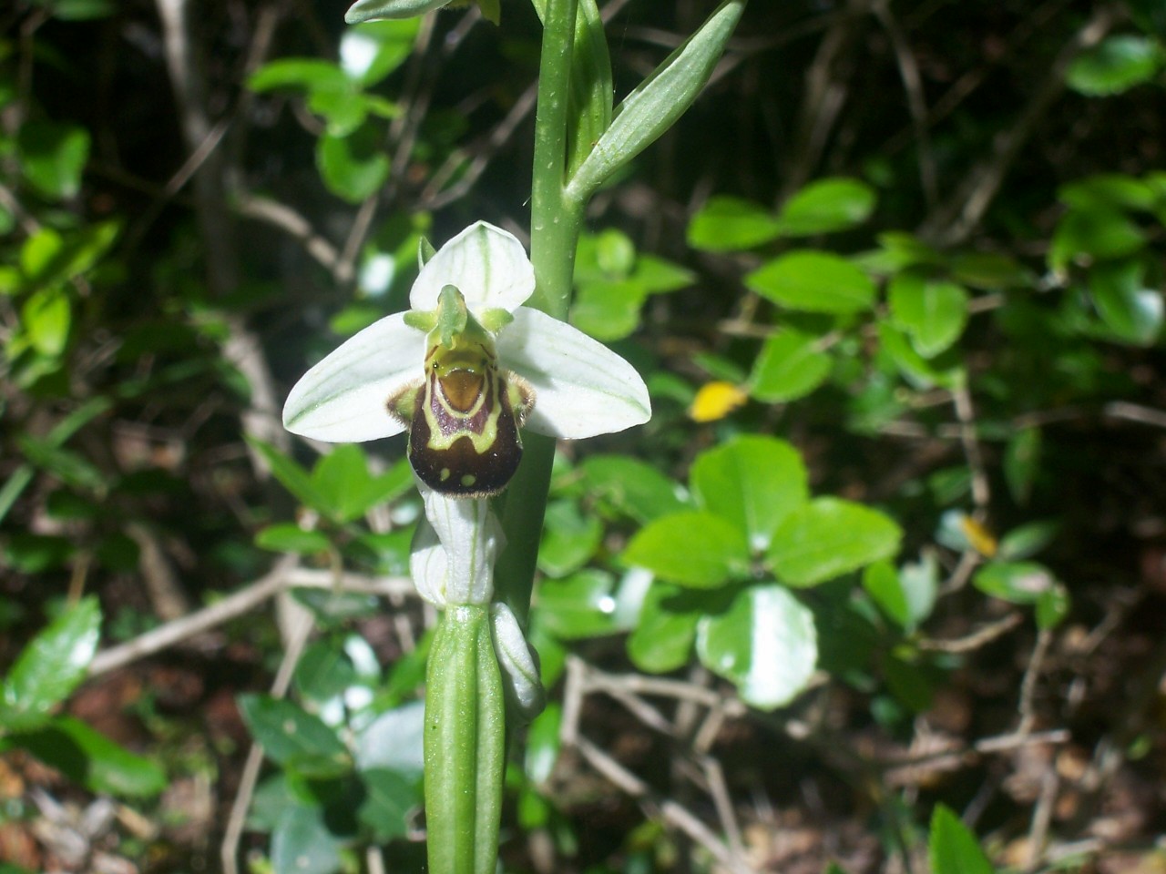 Ophrys apifera