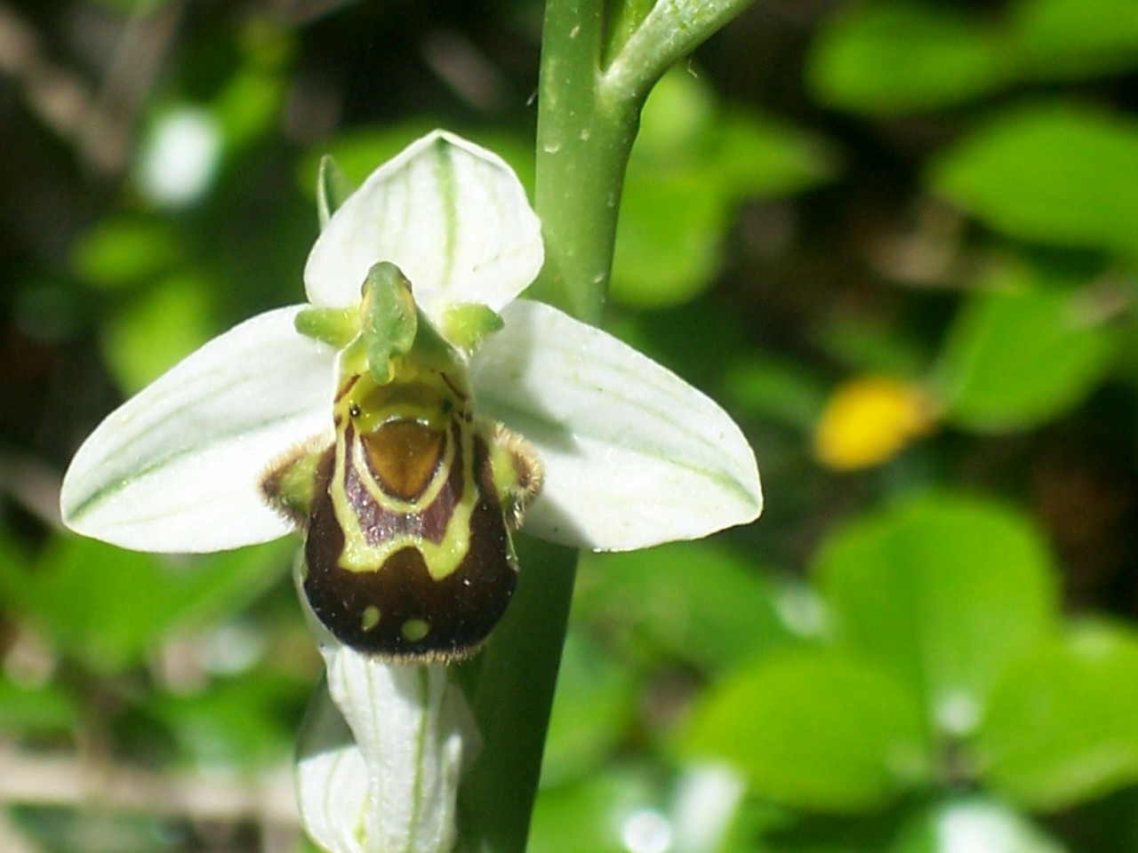 Ophrys apifera