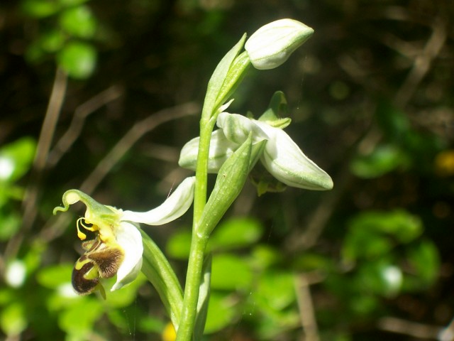 Ophrys apifera