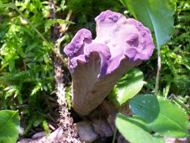 Gomphus clavatus