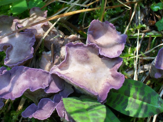 Gomphus clavatus