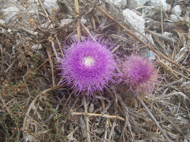 Carlina gummifera