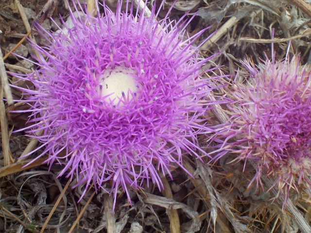 Carlina gummifera