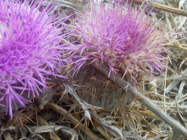 Carlina gummifera