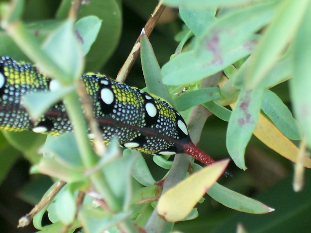 Bruco di Hyles euphorbiae