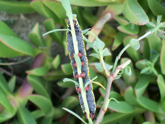 Bruco di Hyles euphorbiae