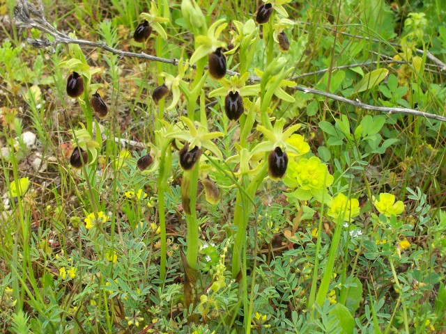 Ophrys tarentina