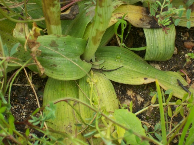 Ophrys tarentina