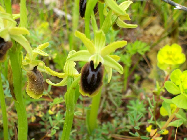 Ophrys tarentina