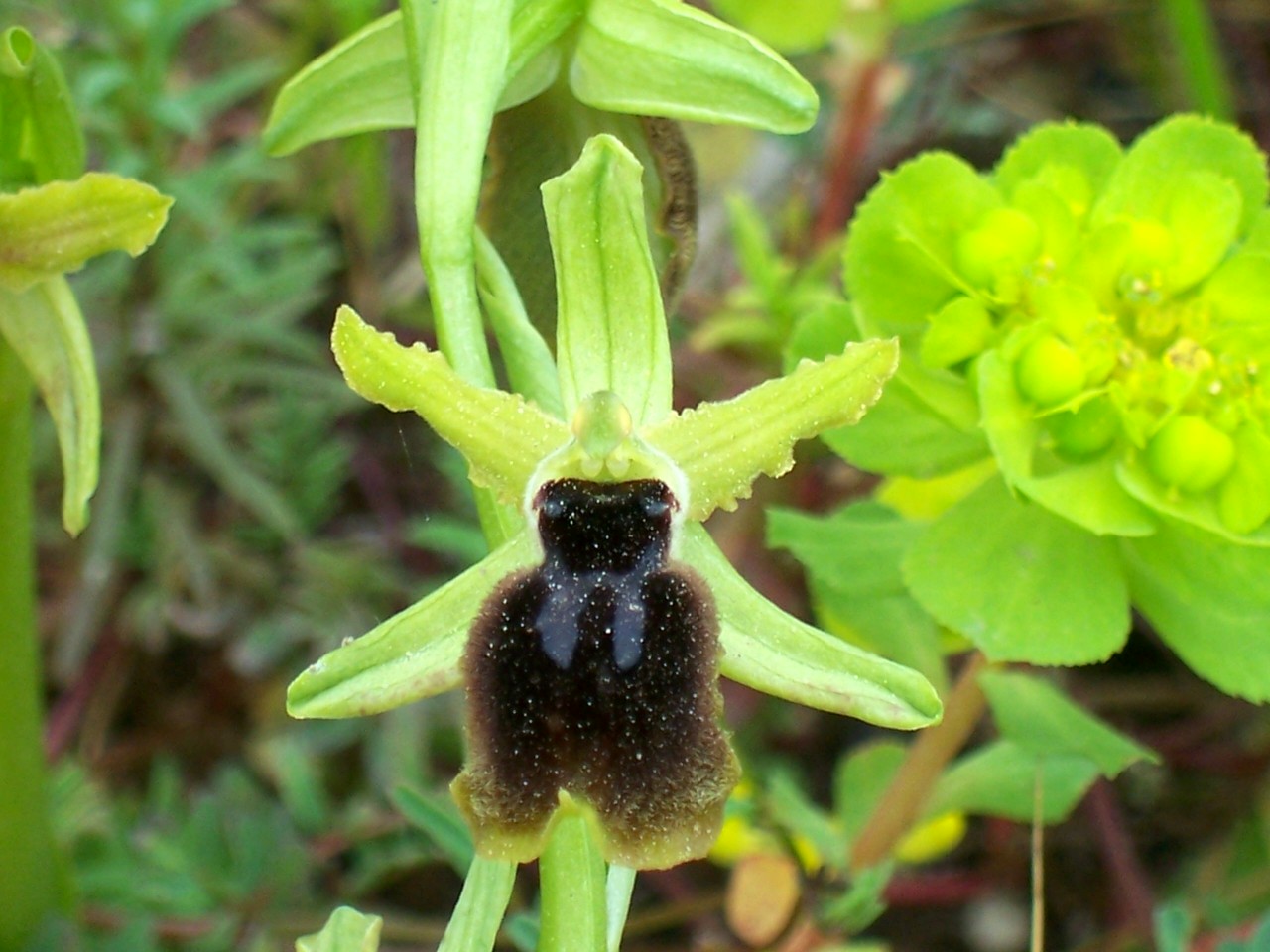 Ophrys tarentina