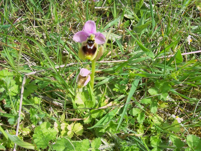 Ophrys tenthredinifera