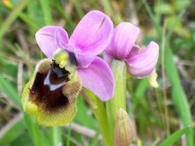 Ophrys tenthredinifera