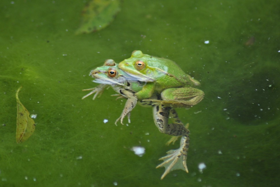 Rana esculenta? Pelophylax lessonae bergeri