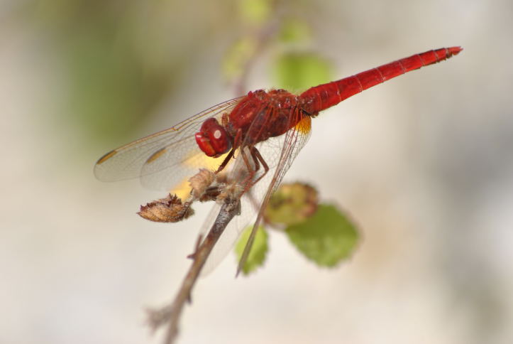 Aiuto ID - Crocothemis erythraea (maschio)