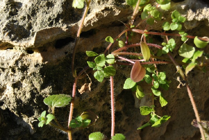 Veronica cymbalaria e Sedum hispanicum