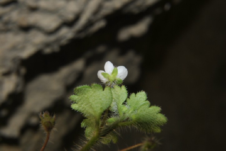 Veronica cymbalaria e Sedum hispanicum