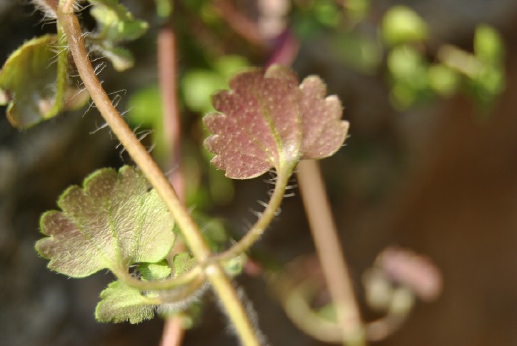 Veronica cymbalaria e Sedum hispanicum