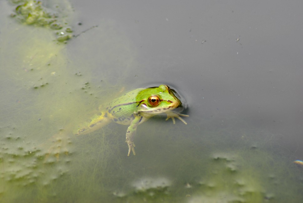 Rana esculenta? Pelophylax lessonae bergeri