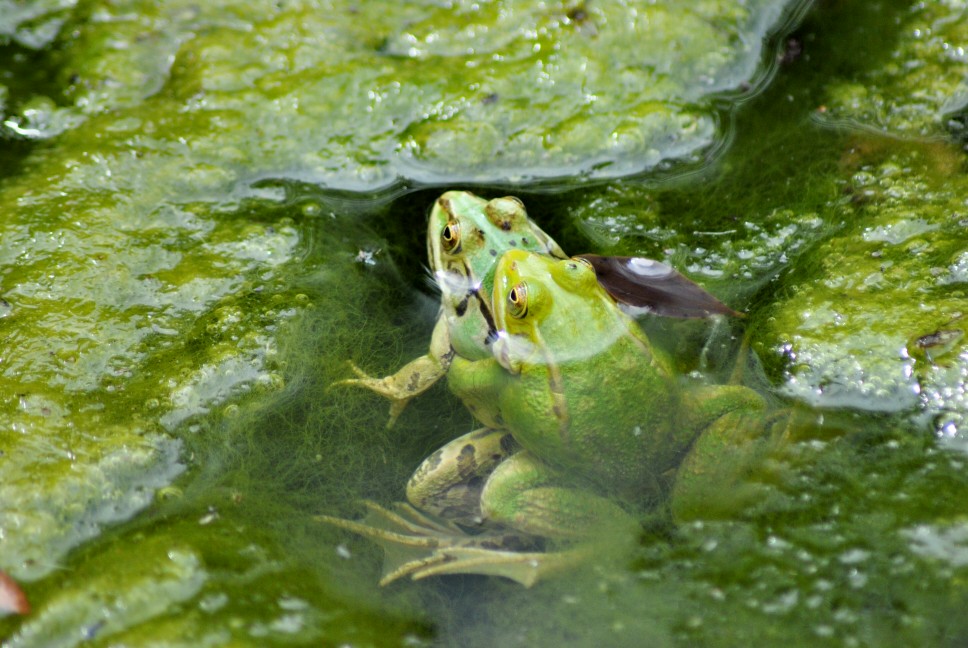 Rana esculenta? Pelophylax lessonae bergeri