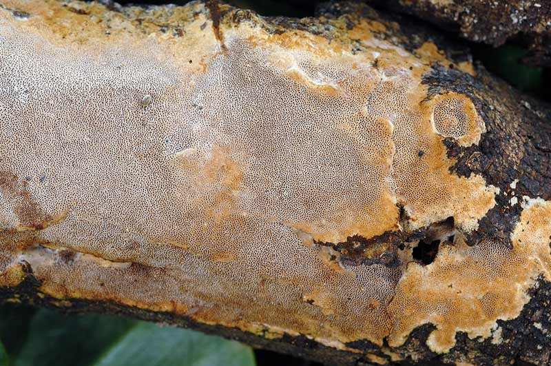 Crosta vicino a Ruscus - foto 0021 (Phellinus ferruginosus)