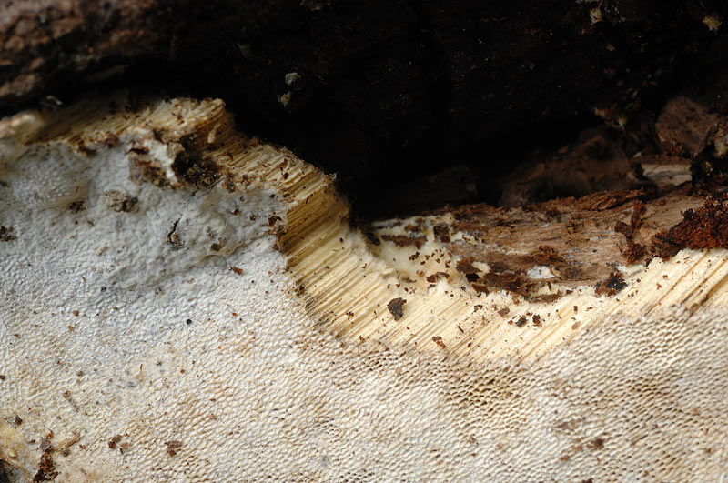 Crosta su abete - foto 0157 (Heterobasidion annosum)