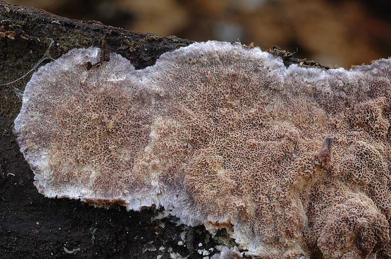 Due croste forse una su abete-foto0548(Trichaptum abietinum)