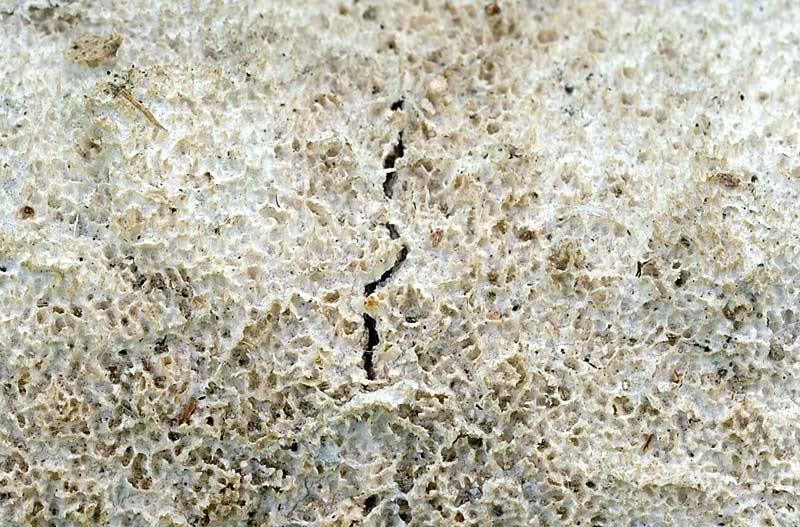 Crosta bianca su rametto - foto 1266 (Schizopora paradoxa)