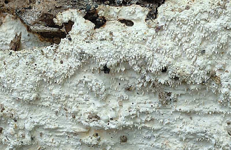 Altra crosta bianca - foto 1312 (Crustomyces subabruptus)