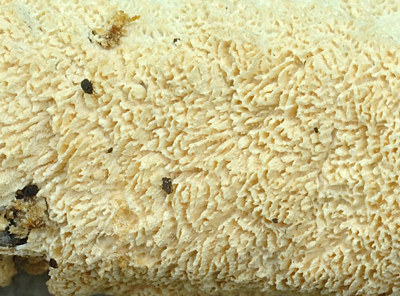 Crosta su leccio 1  - foto 2118 (Hyphodontia paradoxa)