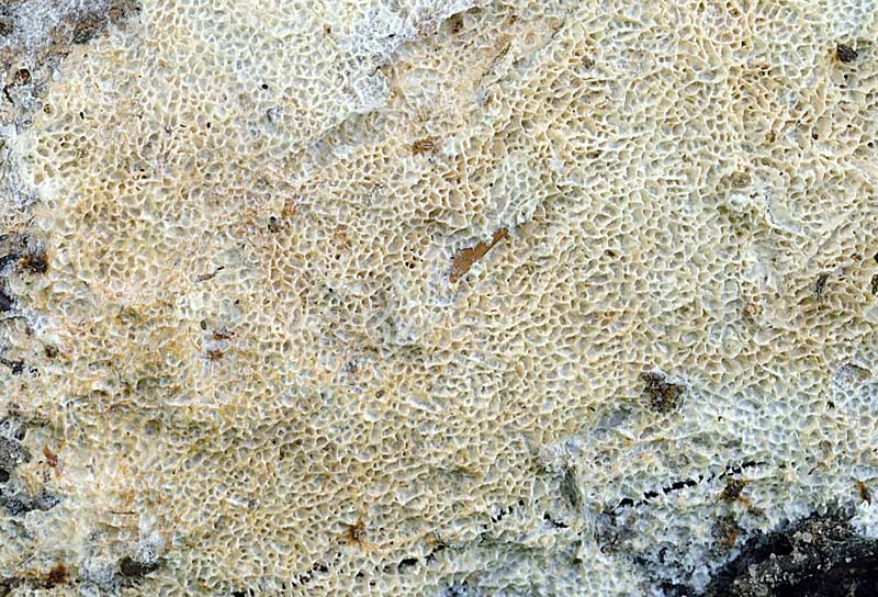 Crosta su quercia - foto 2397 (Skeletocutis nivea)