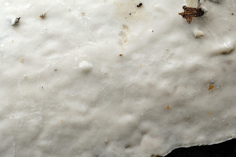Crosta lucida su acero-foto 3039 (Skeletocutis nivea)