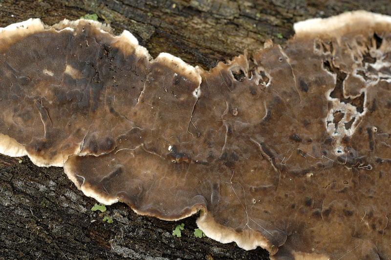 Crosta marrone su acero - foto 3087 (Porostereum spadiceum)