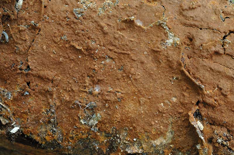 Crosta marrone su quercia-foto 3174(Hymenochaete fuliginosa)