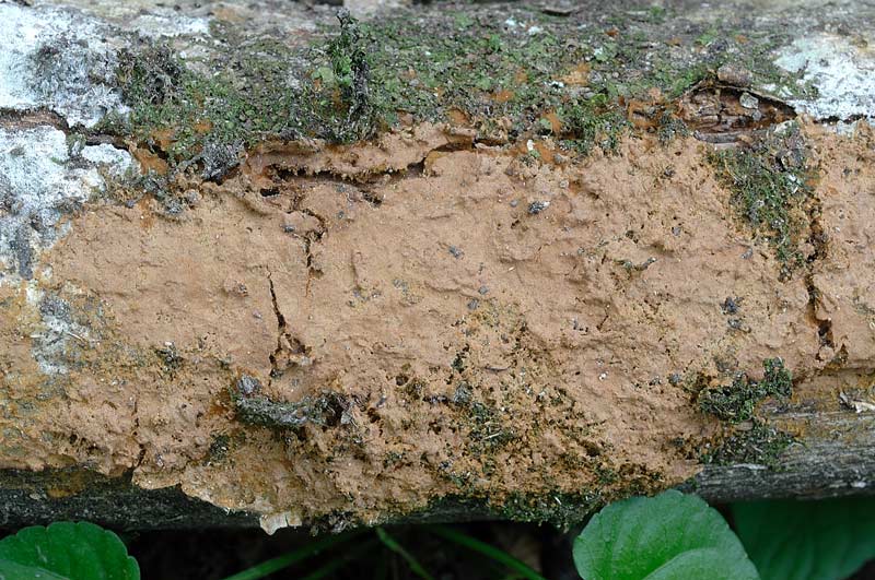 Crosta marrone su quercia-foto 3174(Hymenochaete fuliginosa)