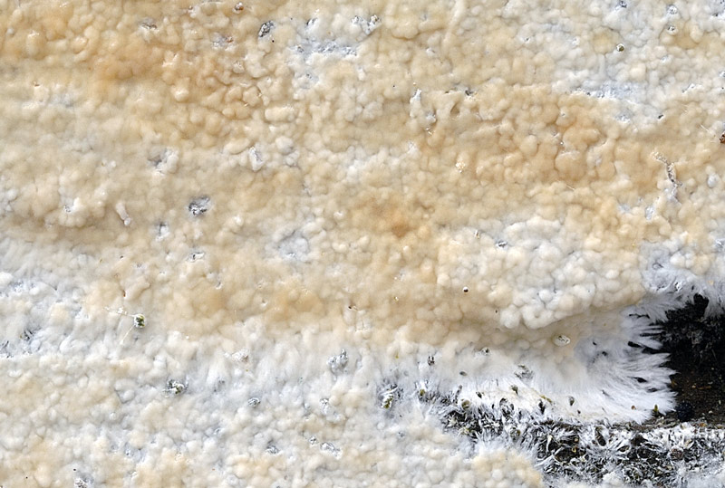 Crosta d''abete - foto 4145 (Vesiculomyces citrinus)