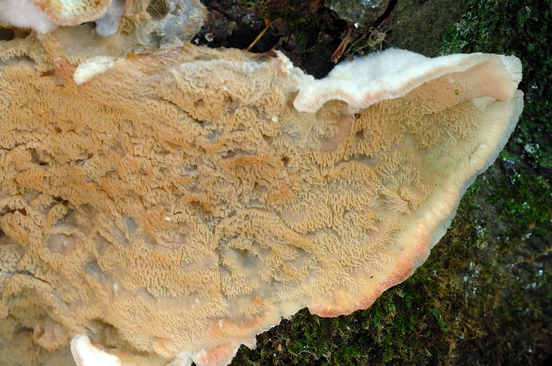 Crosta impropria su faggio-foto 4988 (Merulius tremellosus)
