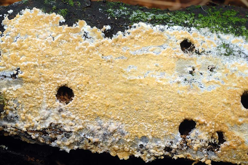 Crosta gialla su conifera-foto 4996(Vesiculomyces citrinus)