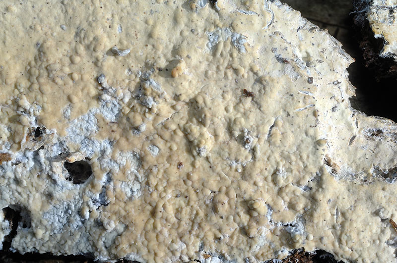 Crosta molto pres. su abeti-foto5410(Vesiculomyces citrinus)