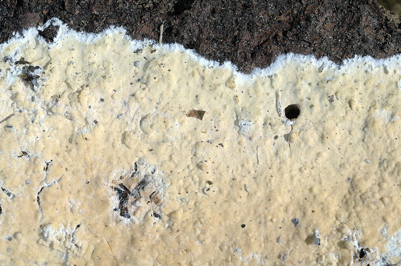 Crosta molto pres. su abeti-foto5410(Vesiculomyces citrinus)