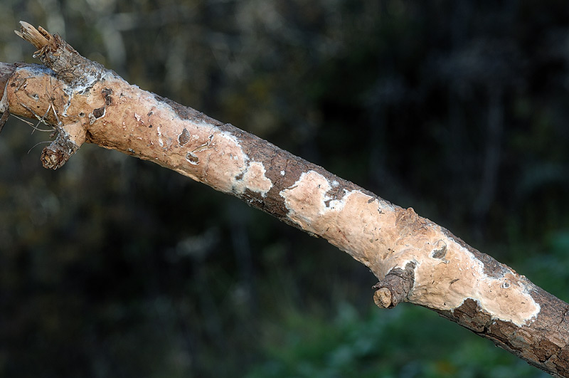 Crosta su ramo di pino - foto 5504 (Gloeoporus taxicola)