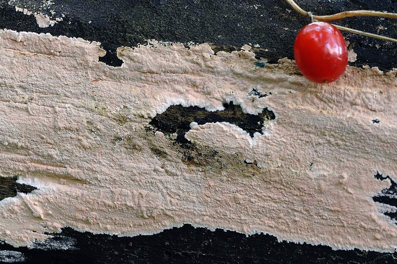 Crosta color cipria - foto 5720 (Laeticorticium roseum)
