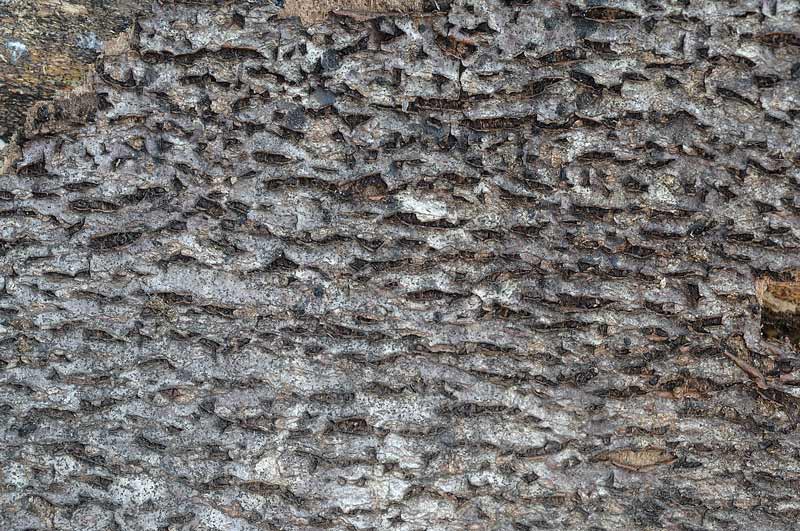 Crosta su imprecisato legno - foto 0580 (Datronia mollis)