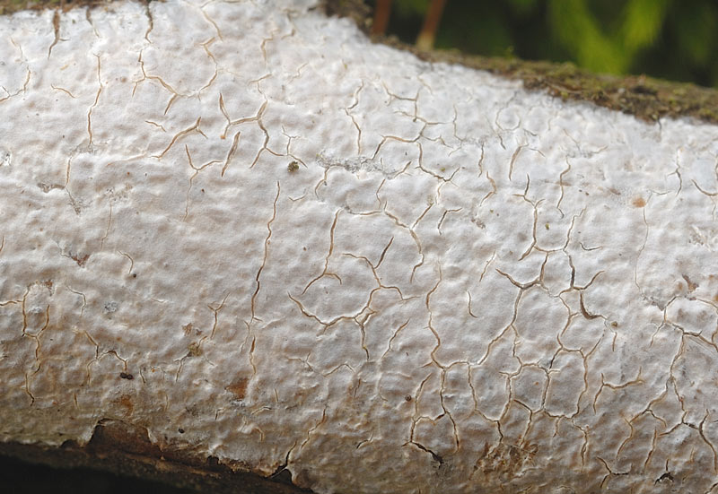 Crosta bianca su rametto di latif-foto6109 (Sebacina calcea)