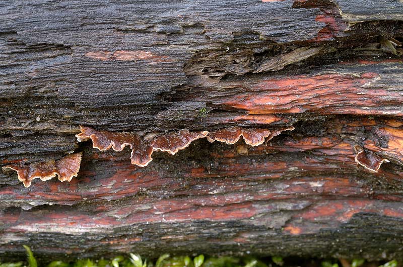 Legno rosso e Aphyllophorales - foto 5684 (Stereum sp.)