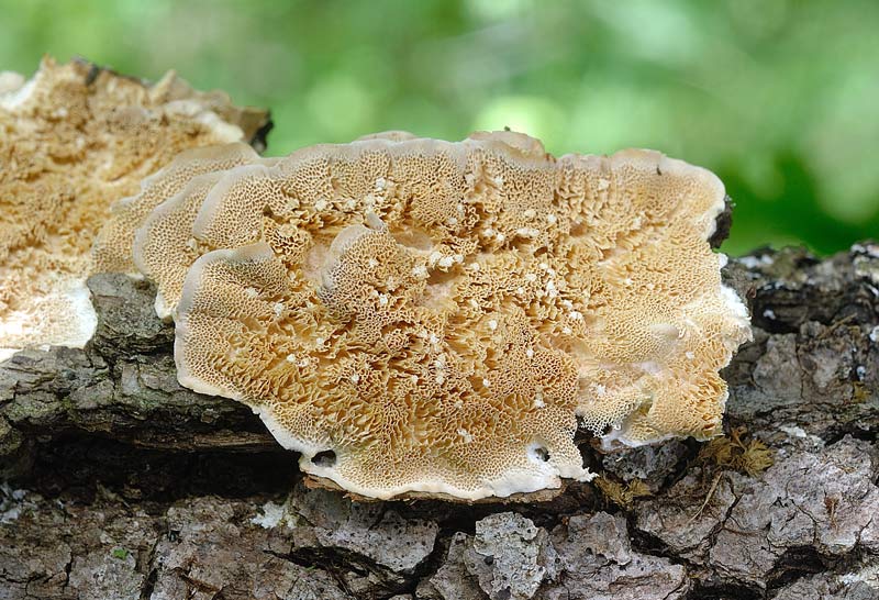 Dove arrivano i lignicoli? - foto 0886 (Trametes sp.)