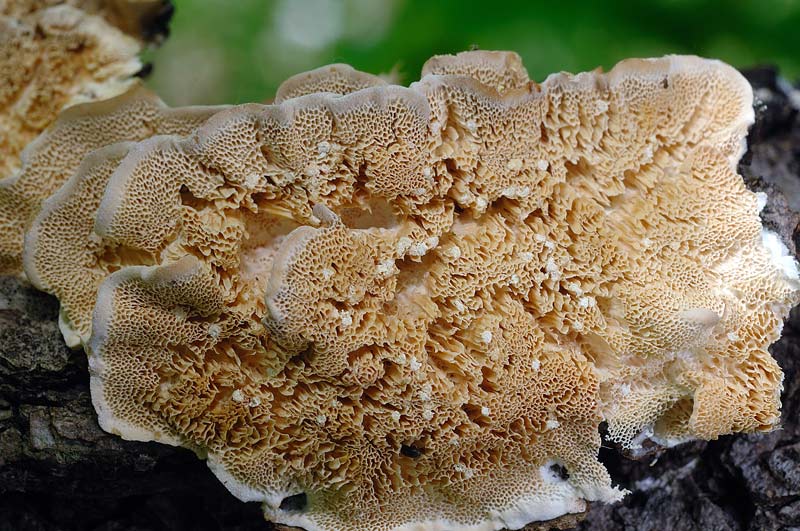 Dove arrivano i lignicoli? - foto 0886 (Trametes sp.)