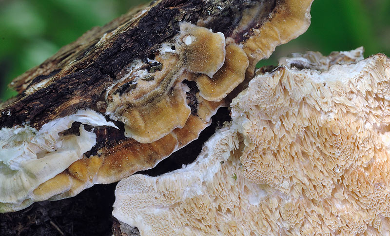 Dove arrivano i lignicoli? - foto 0886 (Trametes sp.)